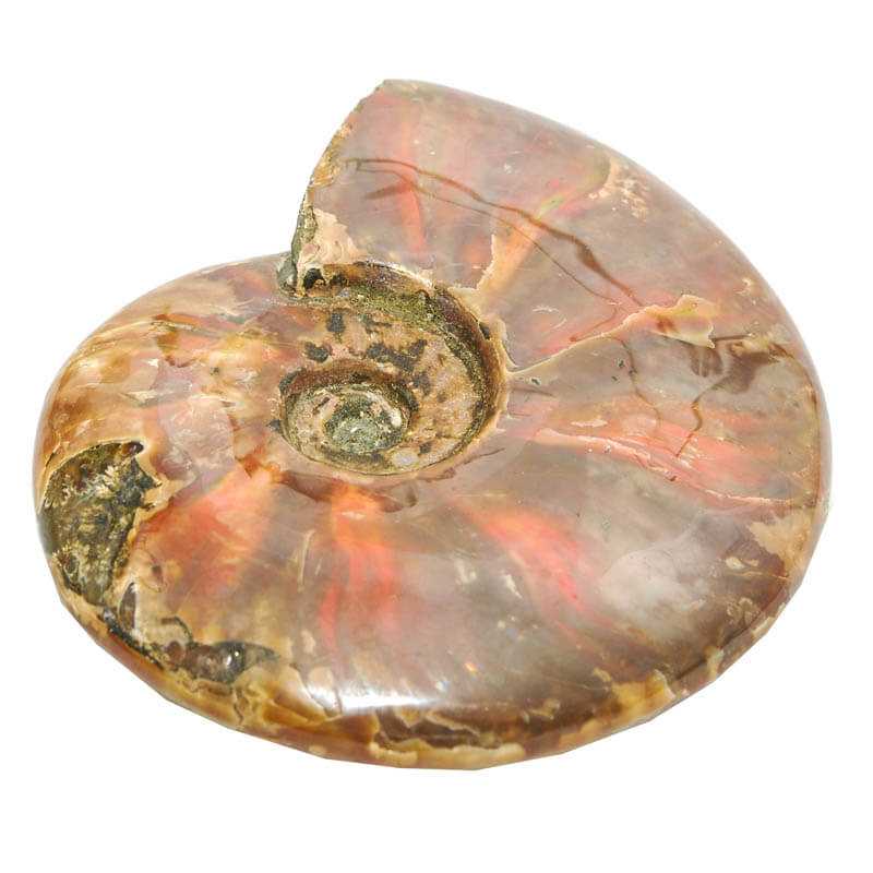 Ammoniten Belemniten - Kehuna Stones and Senses