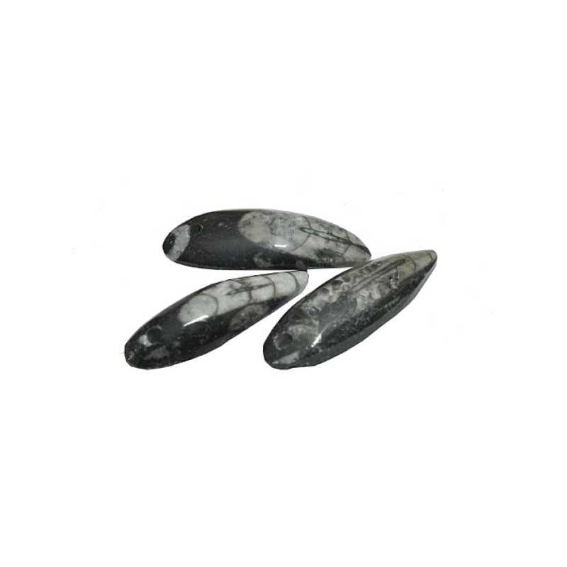 Orthoceras gebohrt - Kehuna Stones and Senses