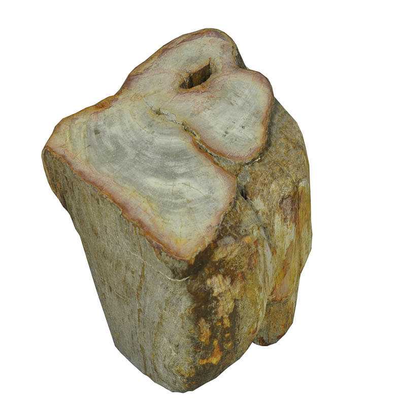 Versteinertes Holz - Naturprodukt aus Sumatra - Kehuna Stones and Senses