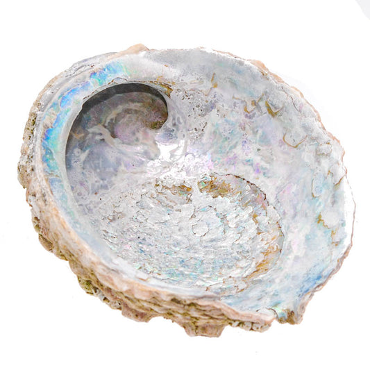 Abalone Muschel Schale