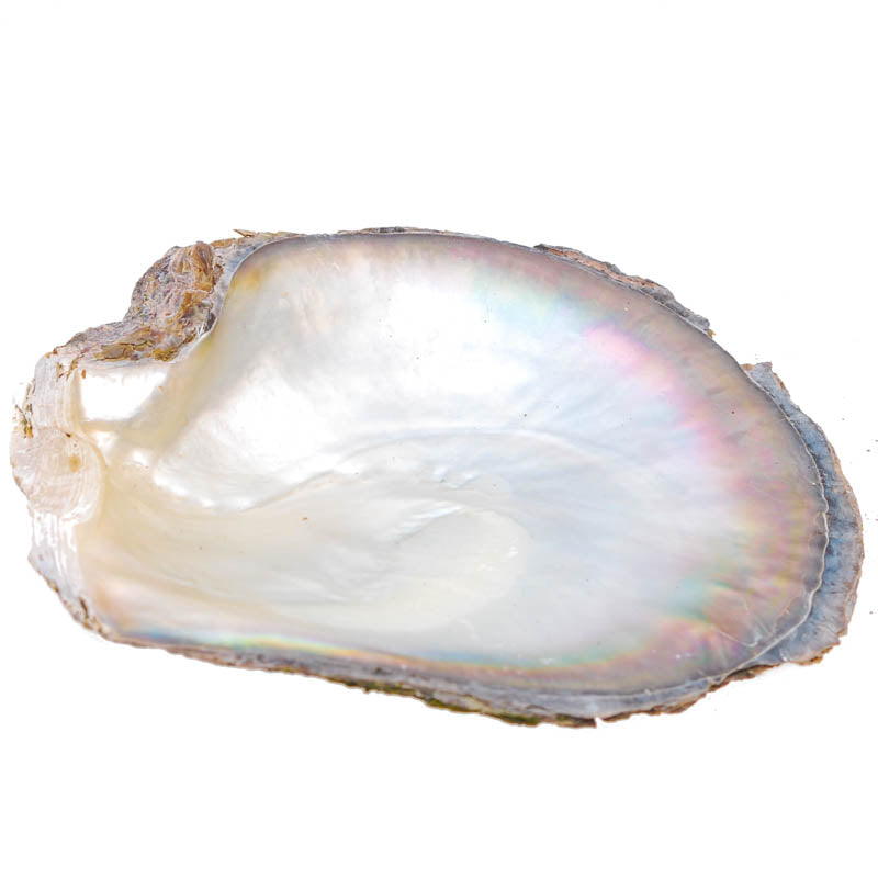 Abalone Perlmutt-Schale Natur