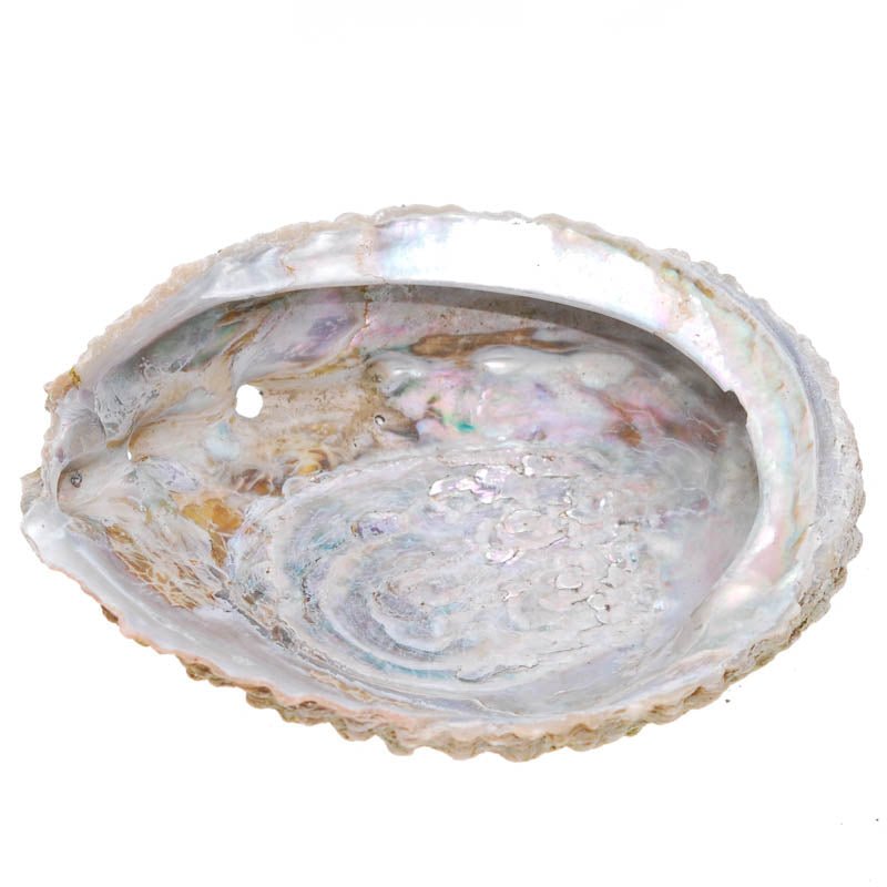 Abalone Muschel Schale - Kehuna Stones and Senses