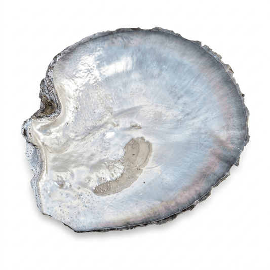 Abalone Perlmutt - Schale Natur - Kehuna Stones and Senses