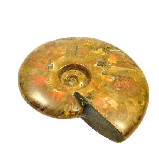Ammonit Ammolith Naturkristall 13x10 cm Madagaskar - Kehuna Stones and Senses