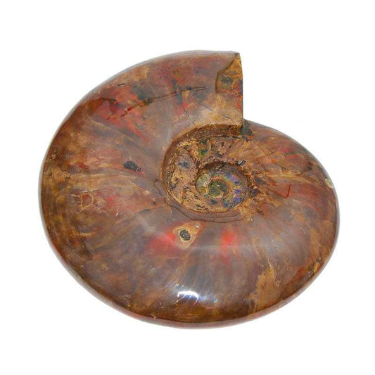 Ammonit naturbelassen mit rot opalisierend - Kehuna Stones and Senses