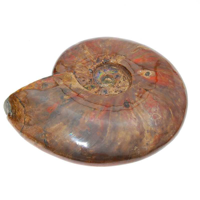 Ammonit naturbelassen mit rot opalisierend - Kehuna Stones and Senses