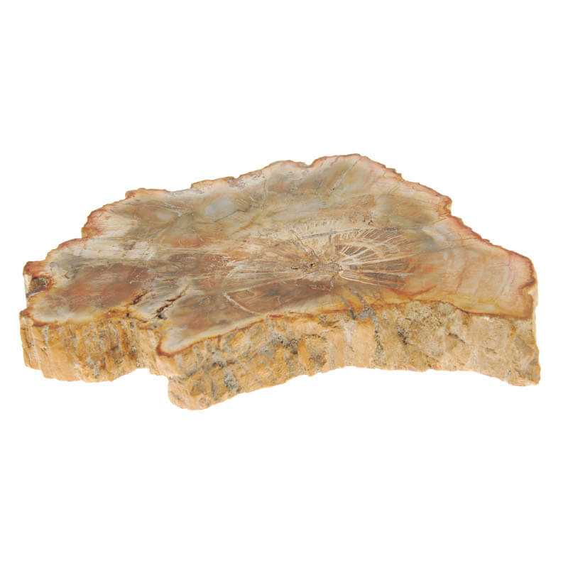 Versteinertes Holz Scheibe 18x15 cm - Kehuna Stones and Senses