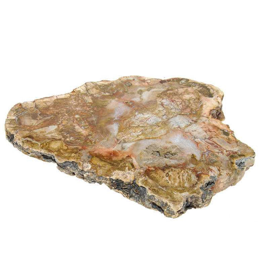 Versteinertes Holz Scheibe 3 - Kehuna Stones and Senses