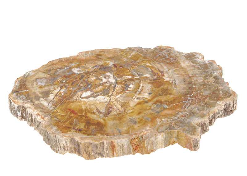 Versteinertes Holzscheibe 22x15 cm - Kehuna Stones and Senses