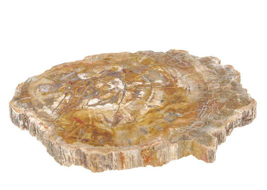 Versteinertes Holzscheibe 22x15 cm - Kehuna Stones and Senses