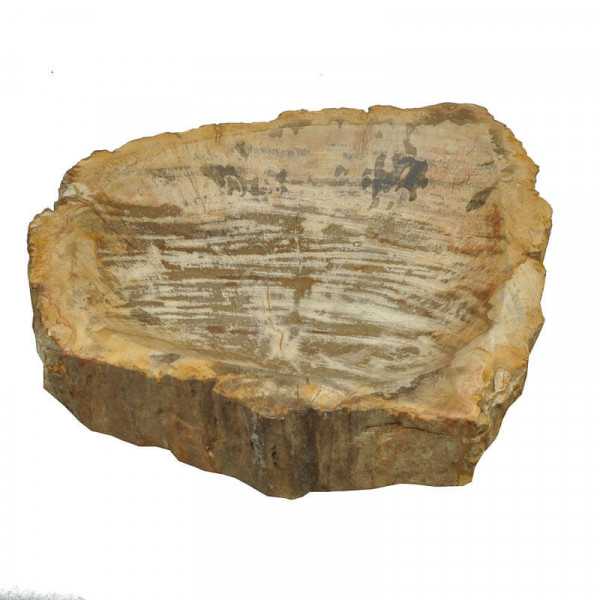 Schale Versteinertes Holz