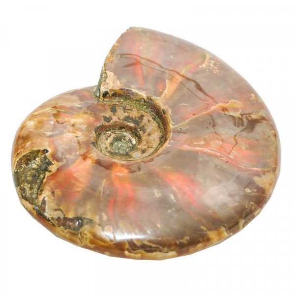 Ammoniten opalisierend Ammolith 15 x 12 cm