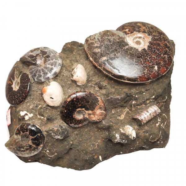 Ammoniten und Muscheln im Muttergestein